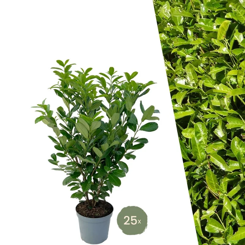 Grote Laurierkers Rotundifolia voor 10 strekkende meter haag | - 12L - 25 x