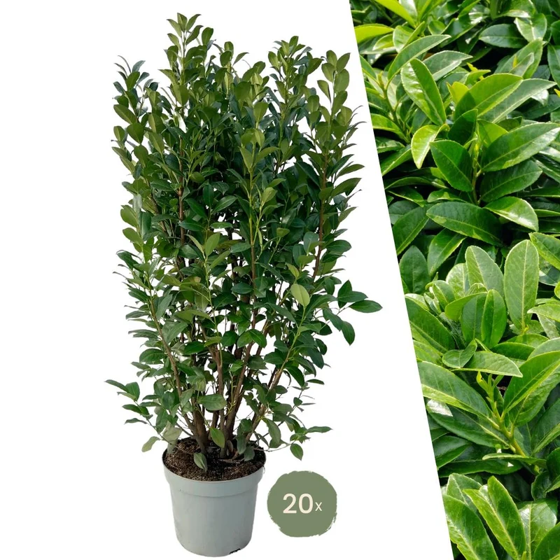 Grote Laurierplanten Obelisk voor 10 strekkende meter haag | - 15L - 20x