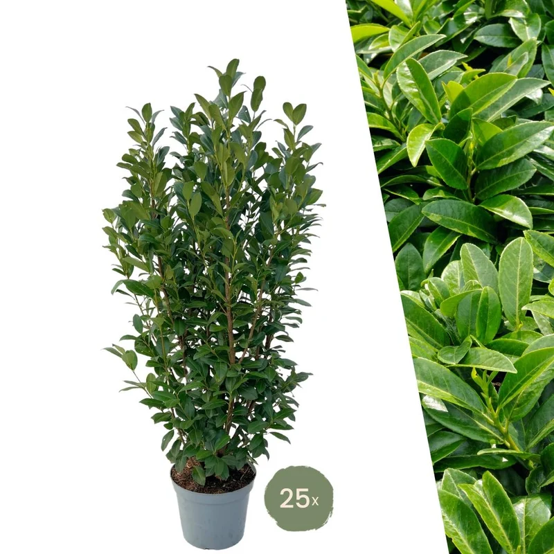 Grote Laurierplanten Obelisk voor 10 strekkende meter haag | - 12L - 25 x