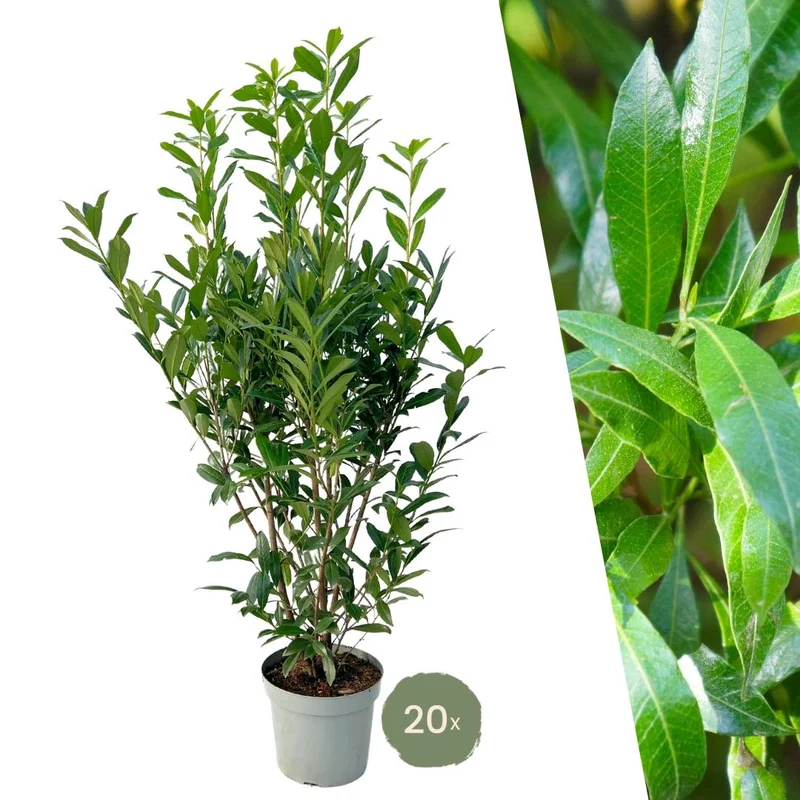 Grote Laurierkers Planten Caucasica voor 10 strekkende meter haag - 15L - 20x