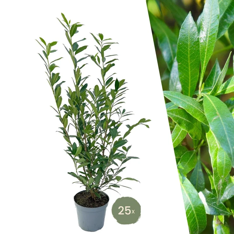 Grote Laurierkers Planten Caucasica voor 10 strekkende meter haag - 12L - 25 x