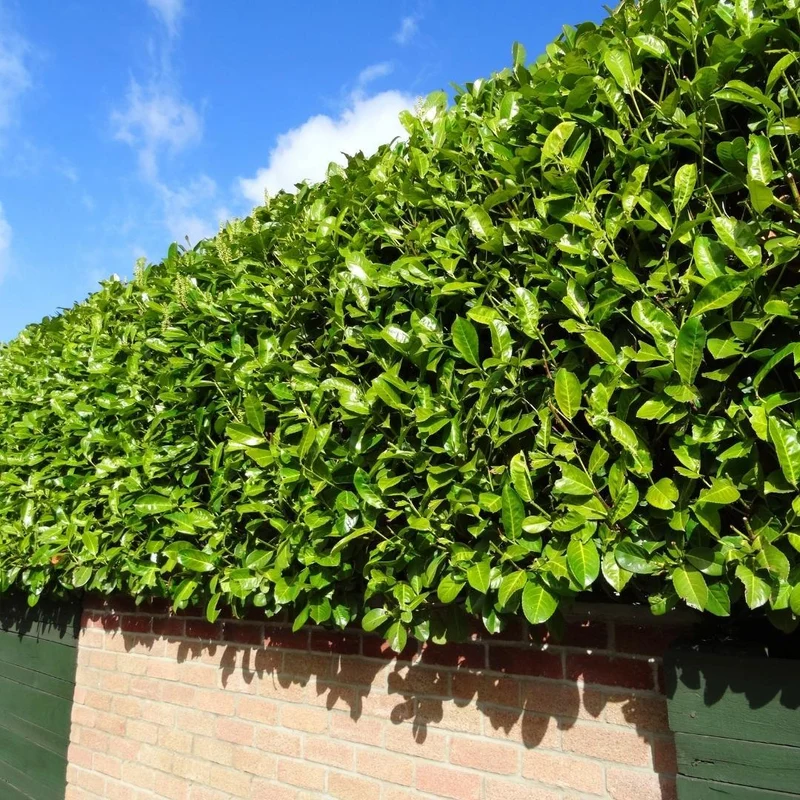 Grote Laurierkers Planten Novita voor 10 strekkende meter haag | - 12L - 25 x