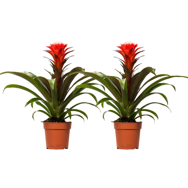 Guzmania Hope - 2 stuks