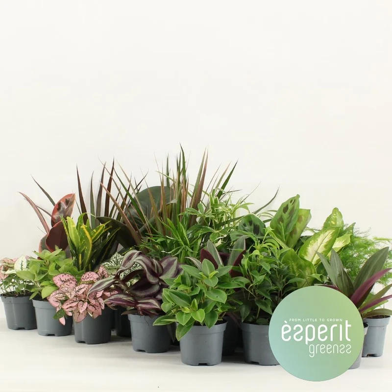 Groenmix Greenss - 24 stuks