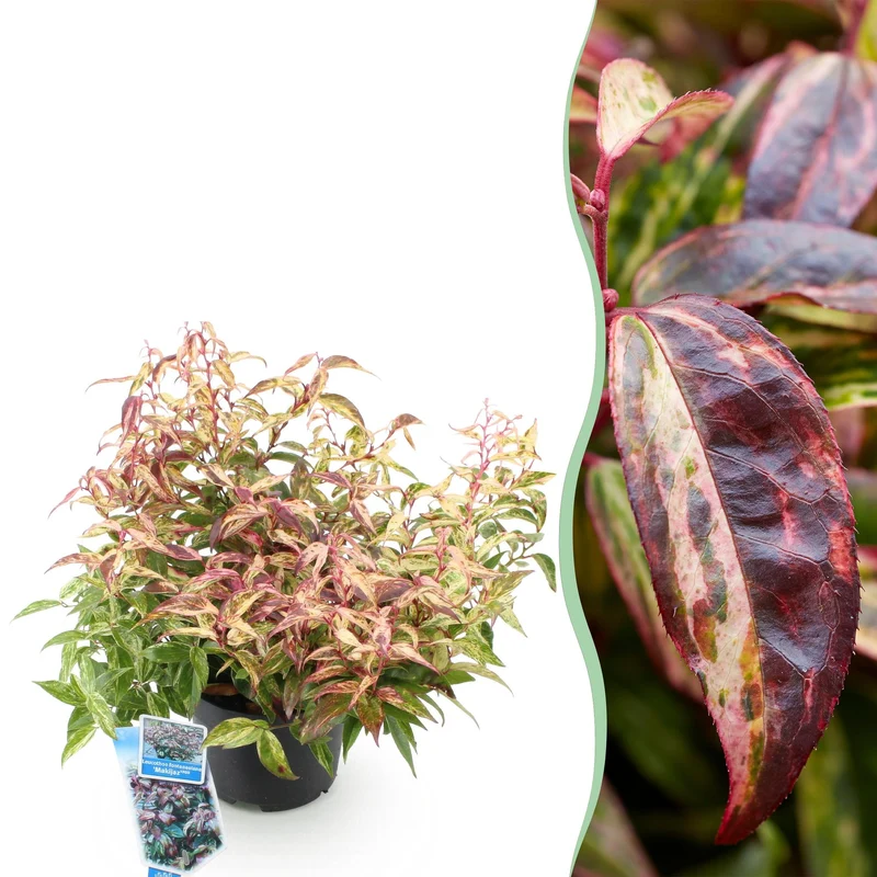 Leucothoe Makijaz