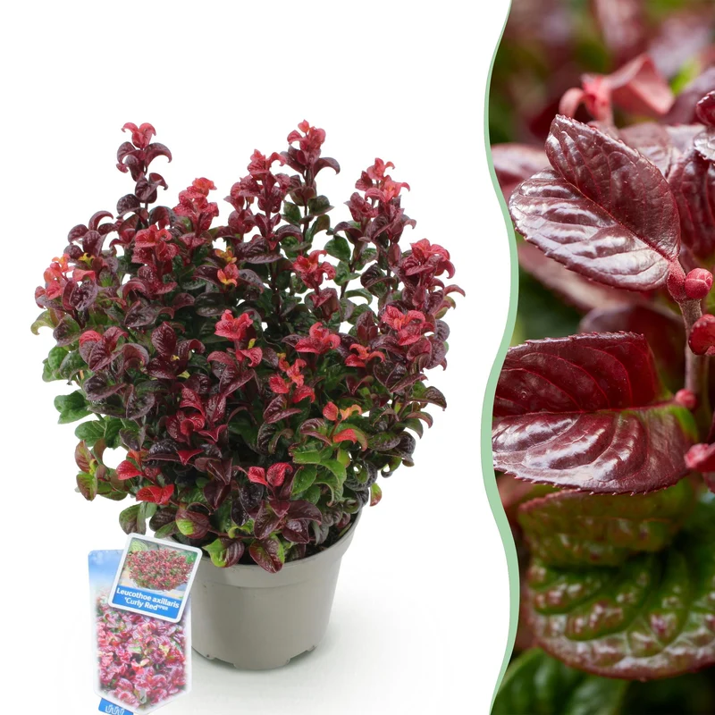 Leucothoe Curly Red