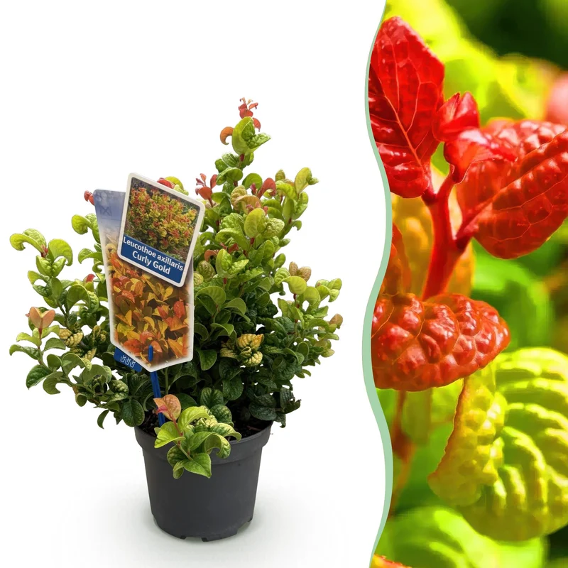 Leucothoe Curly Gold