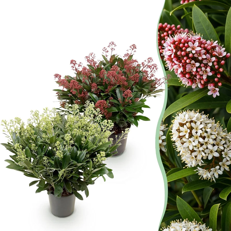 Skimmia japonica Duo