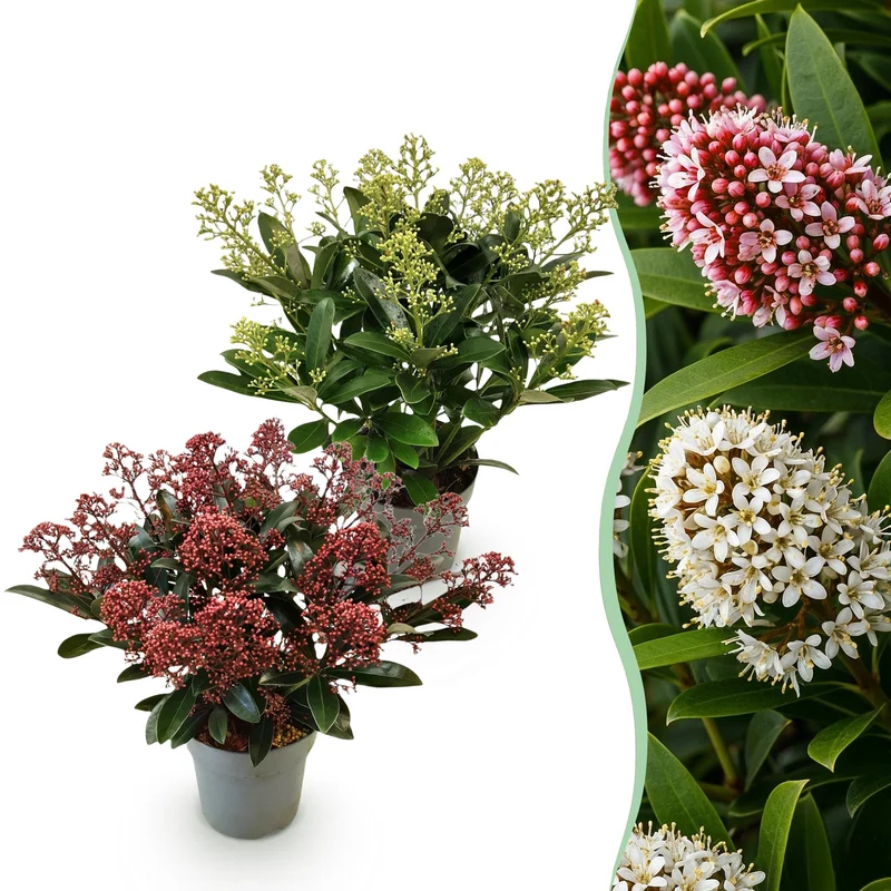 Skimmia japonica Duo