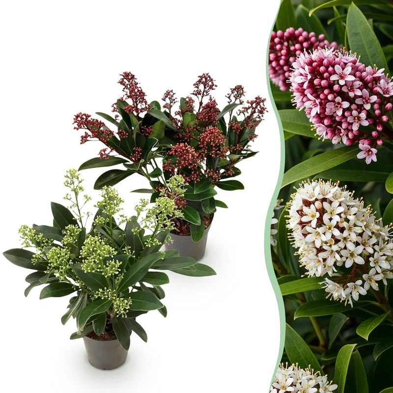 Skimmia japonica Duo