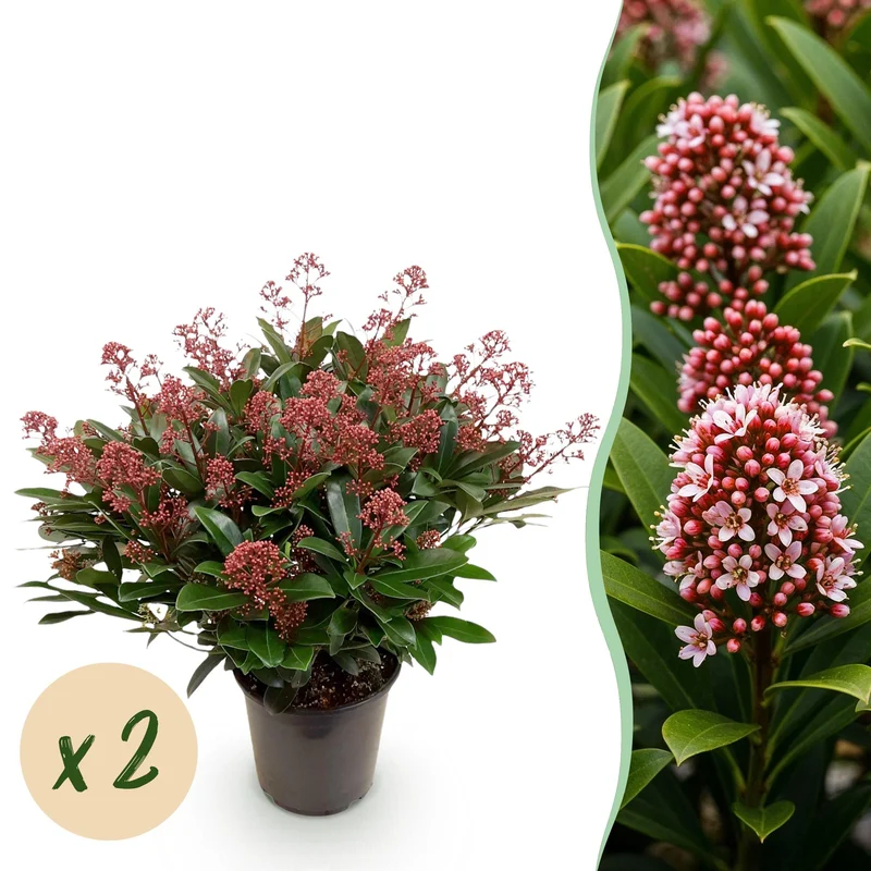 Skimmia japonica Rubella