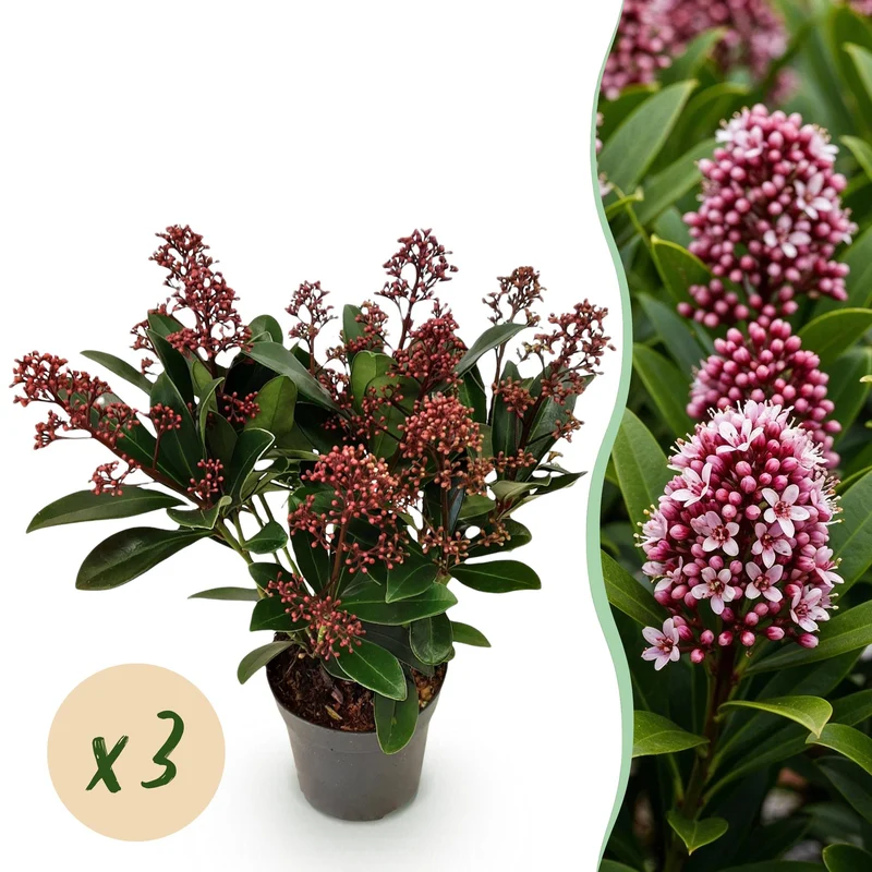 Skimmia japonica Rubella