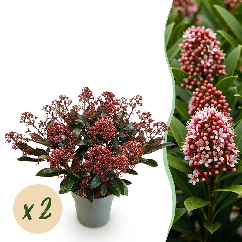 Skimmia japonica Rubella