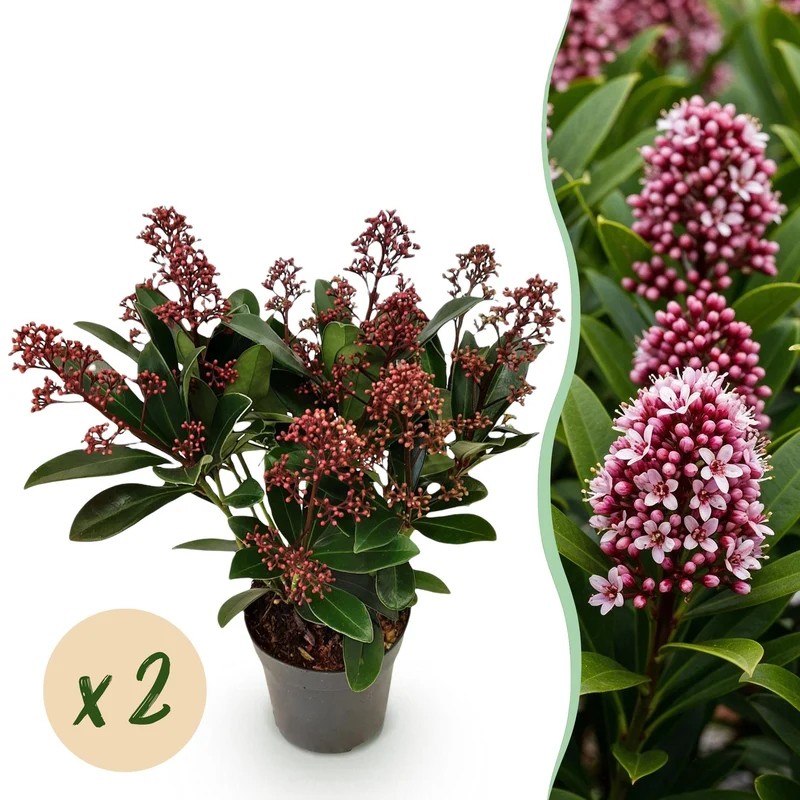 Skimmia japonica Rubella