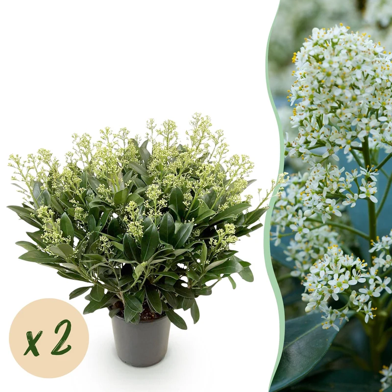 Skimmia japonica Finchy