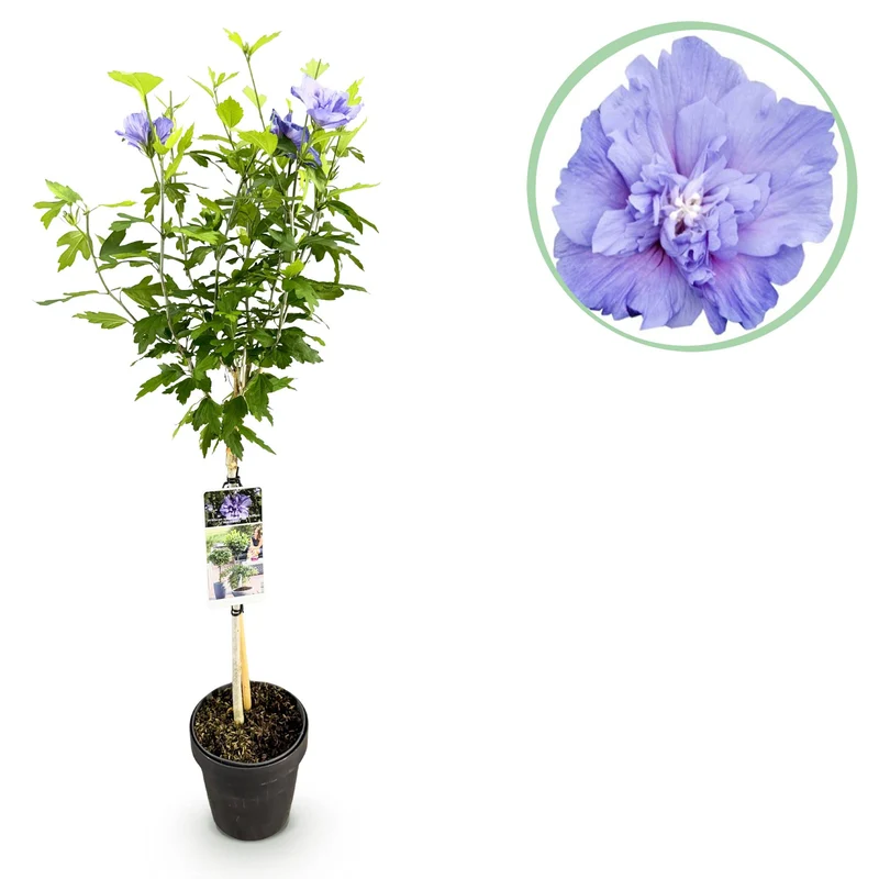 Hibiscus syriacus Blue Chiffon®
