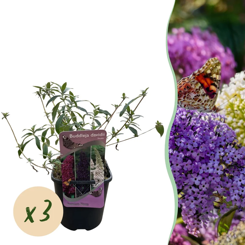 Buddleja davidii Tricolour