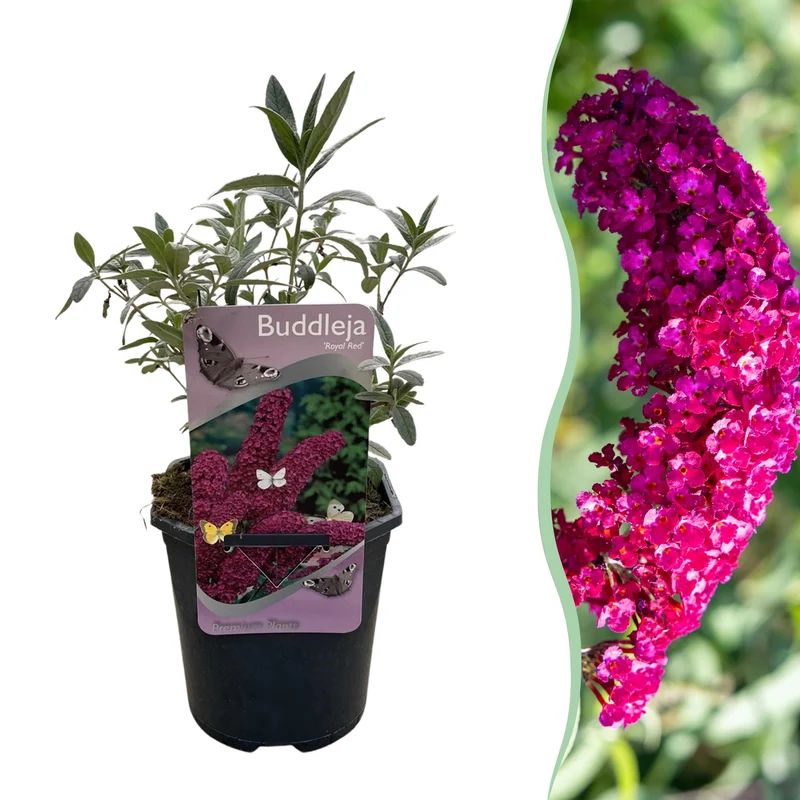 Buddleja davidii Royal Red