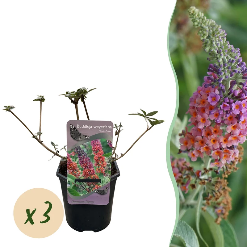 Buddleja davidii Flower Power