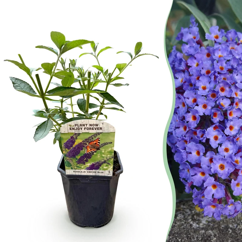 Buddleja davidii Empire Blue