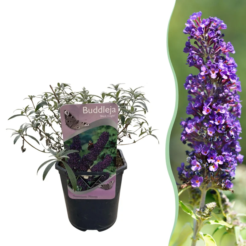 Buddleja davidii Black Night