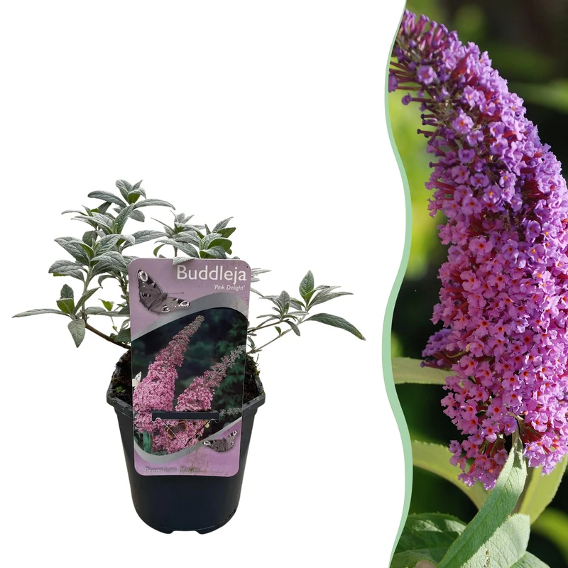 Buddleja davidii Pink Delight