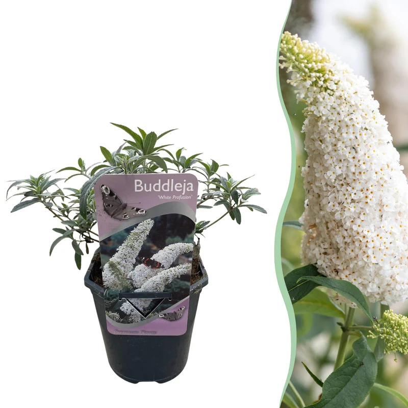 Buddleja davidii White Profusion