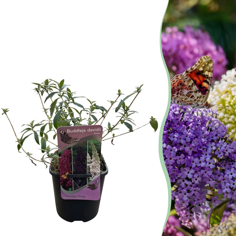 Buddleja davidii Tricolour