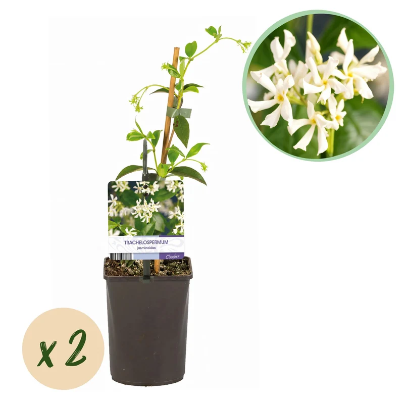 Trachelospermum jasminoides