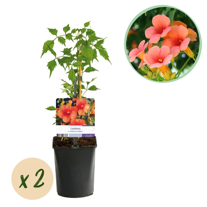 Campsis radicans Madame Galen