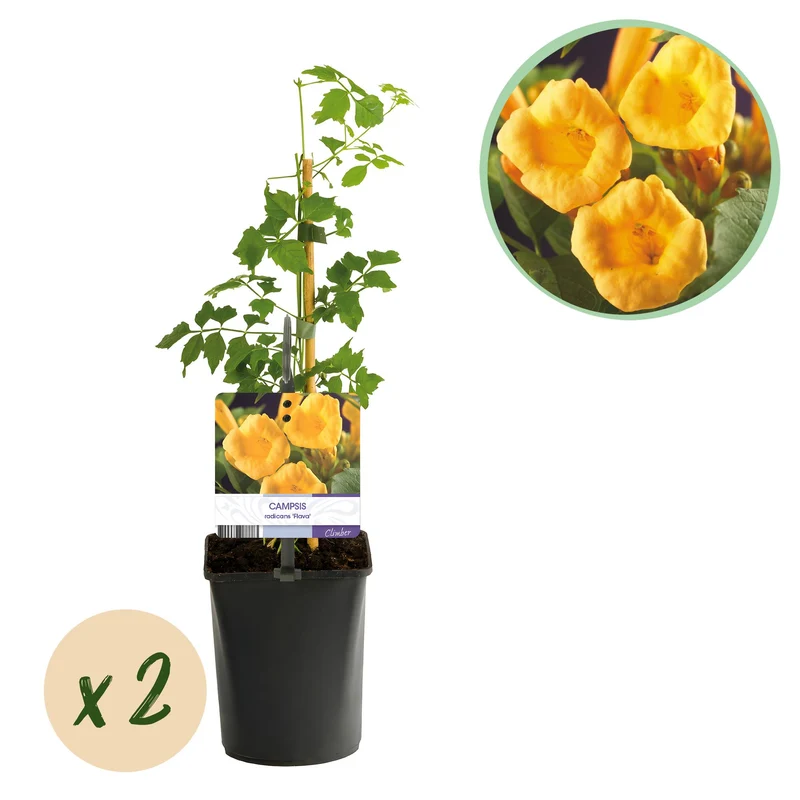 Campsis radicans Flave