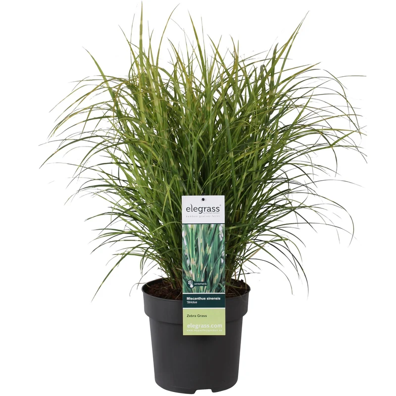 Miscanthus sinensis Strictus