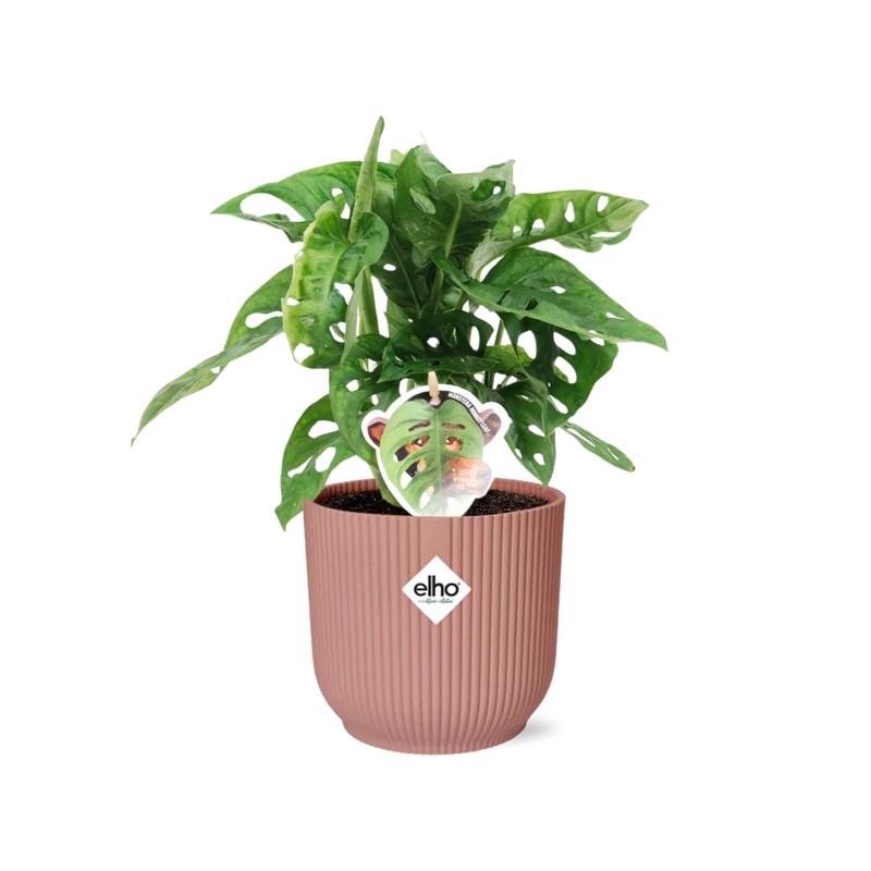 Monstera ‘Monkey Leaf’ in ELHO Vibes Fold 14cm roze