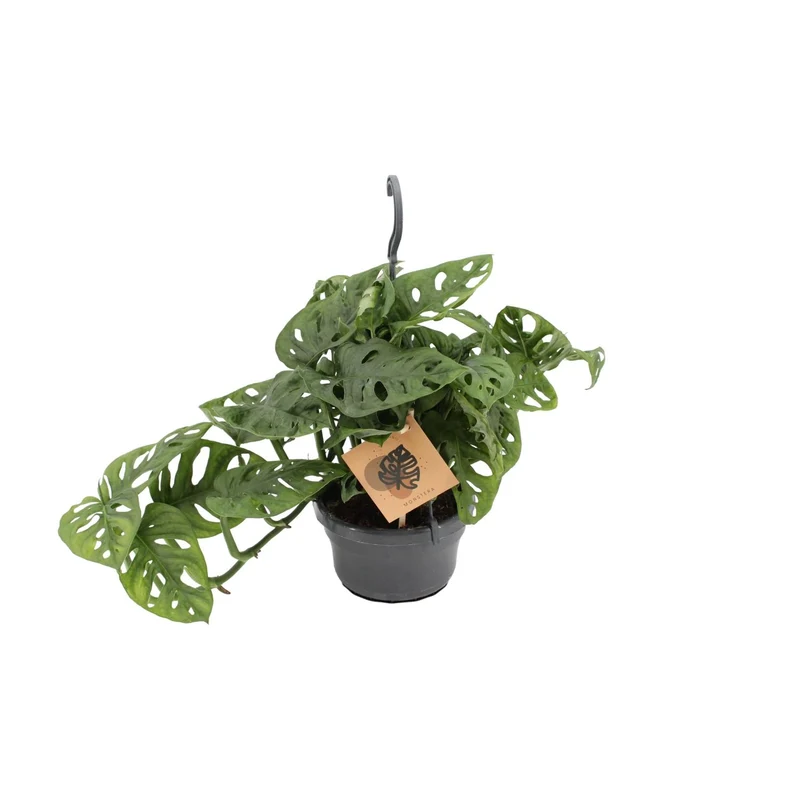 Monstera Monkey