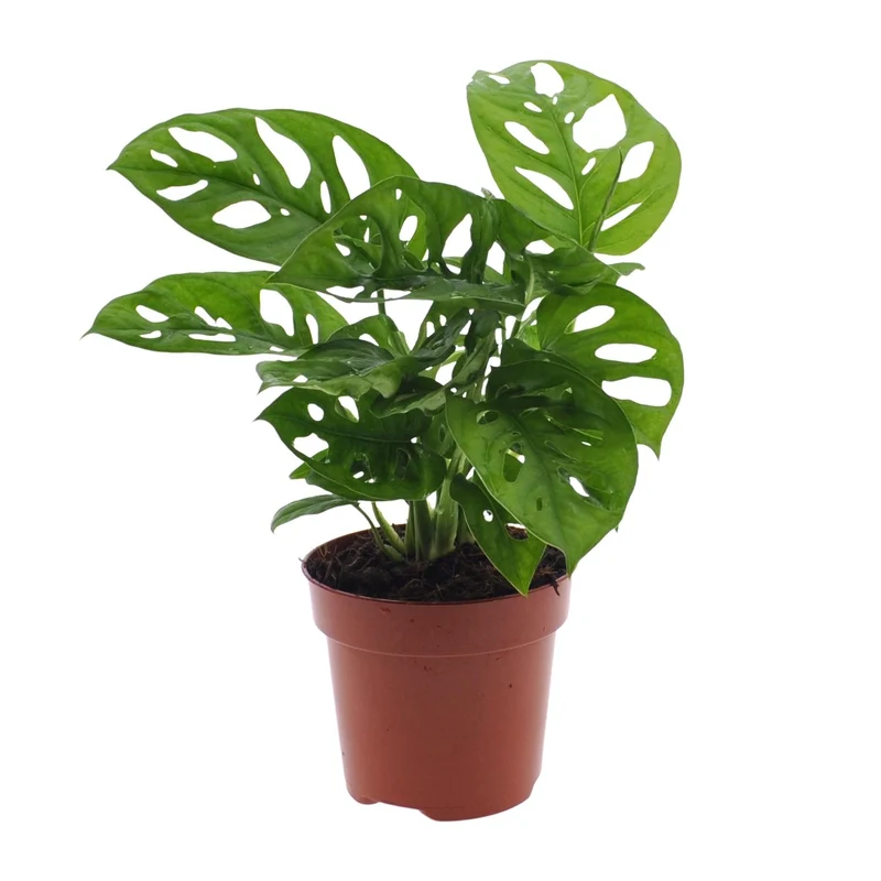 Monstera Monkey Leaf (Gatenplant)