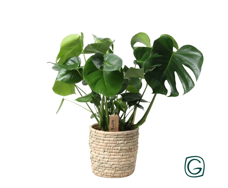 Monstera in mand - palmblad