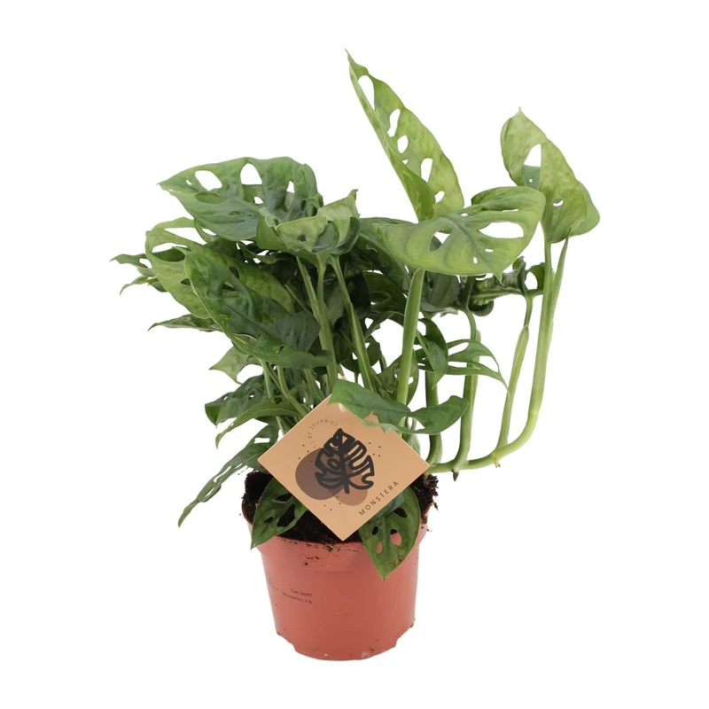 Monstera Monkey