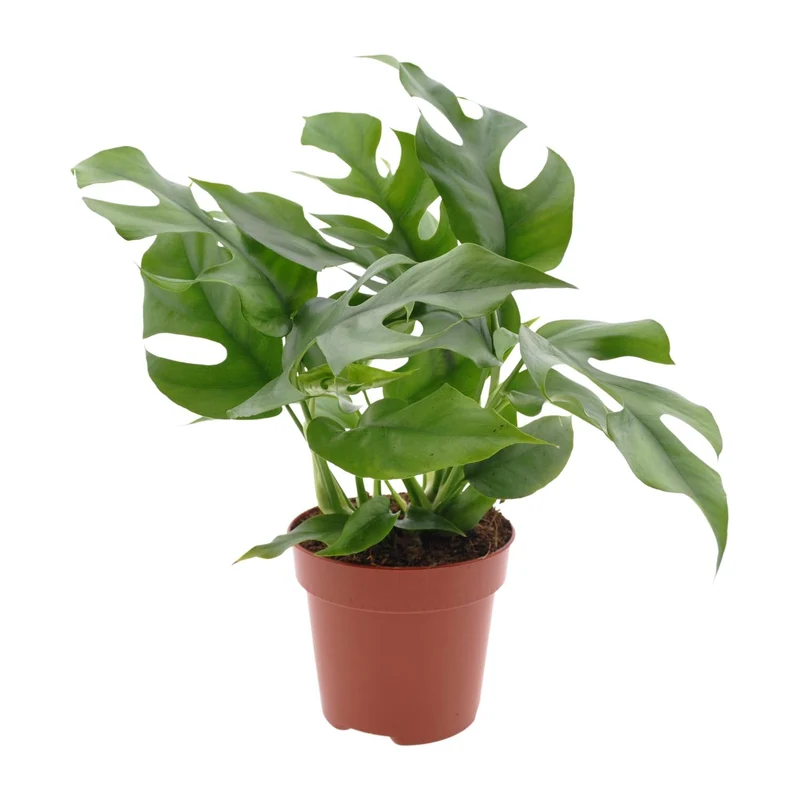 Monstera Minima