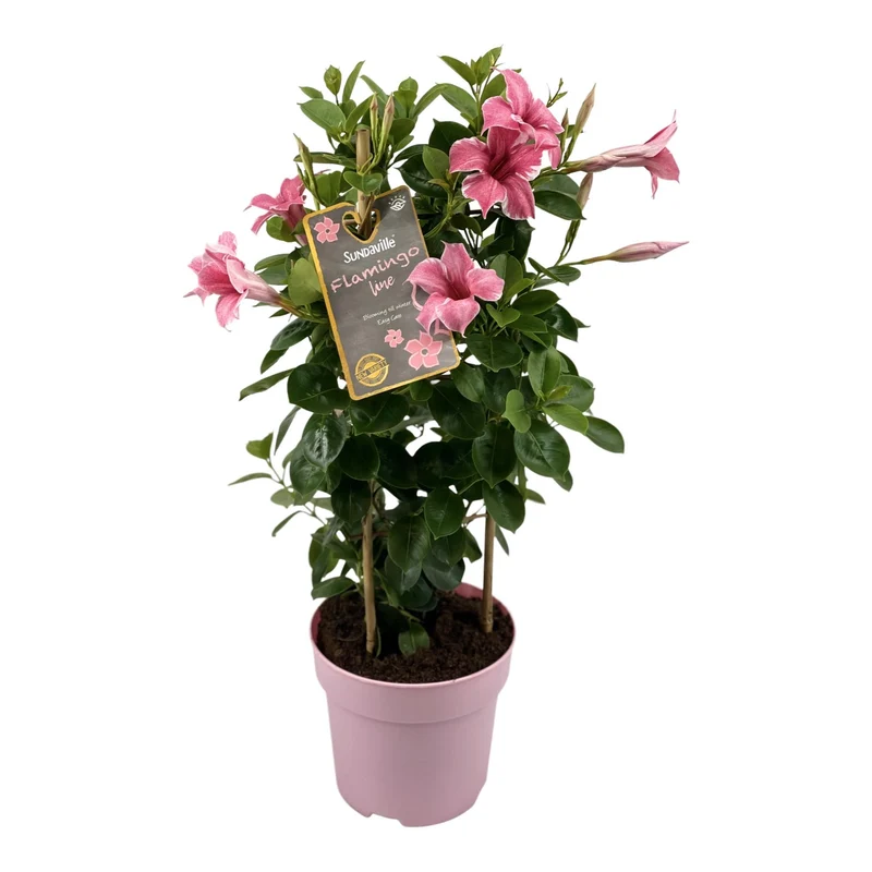 Mandevilla Sundaville Flamingo Pink In Toren (Dipladenia)
