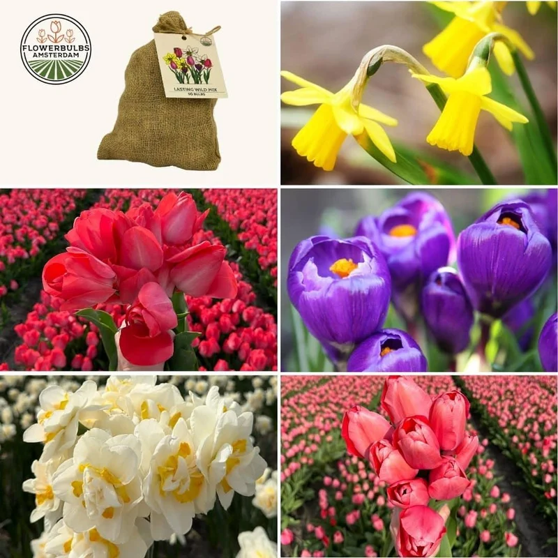 Medium Lasting Wild Mix - Duurzame voordeelzak, 50 bloembollen voor 1 m2 bloemenpracht