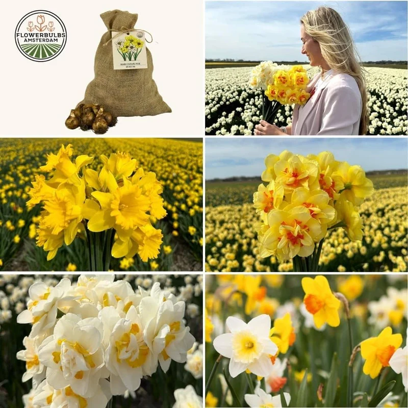 Medium Narcissus Mix - Duurzame voordeelzak, 50 bloembollen voor 1 m2 bloemenpracht - Maat 12/14