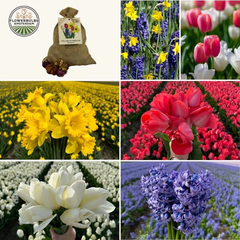 Medium Holland Mix - 50 bloembollen voor 1 m2 bloemenpracht - Maat 12+
