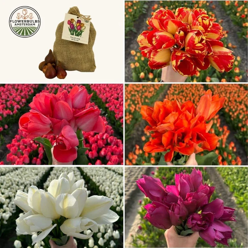 Medium tulip mix, duurzame voordeelzak, 50 bloembollen voor 1 m² bloemenpracht, maat 12+