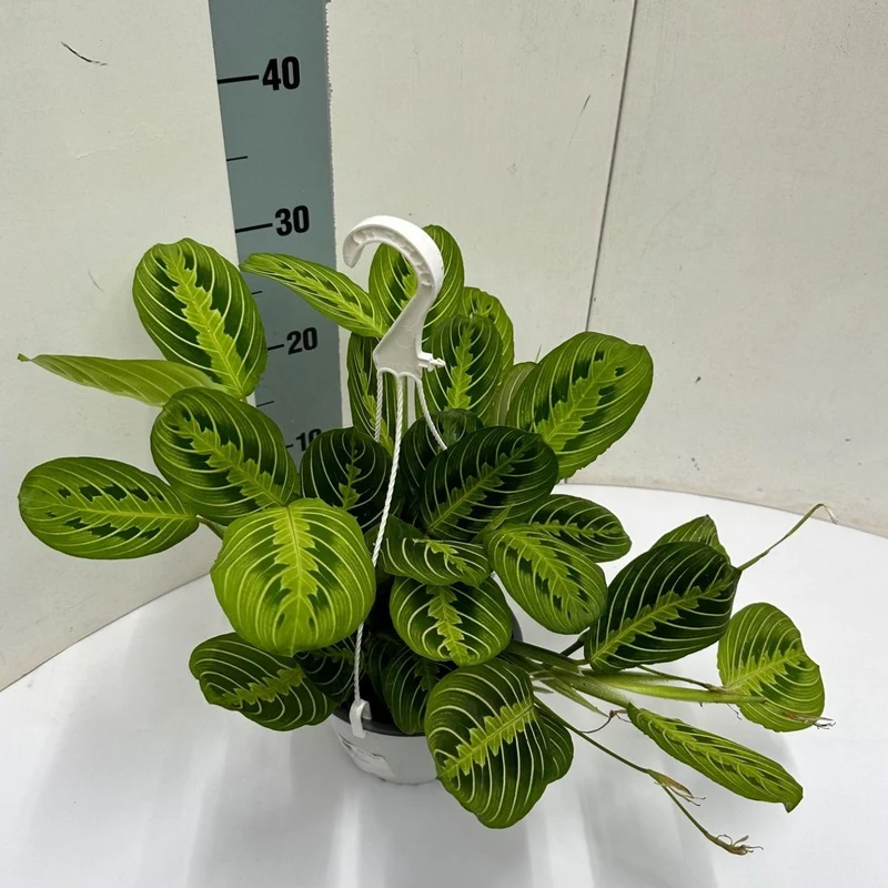 Maranta Leuconeura 'Fascinator' Lemon Lime Hangpot