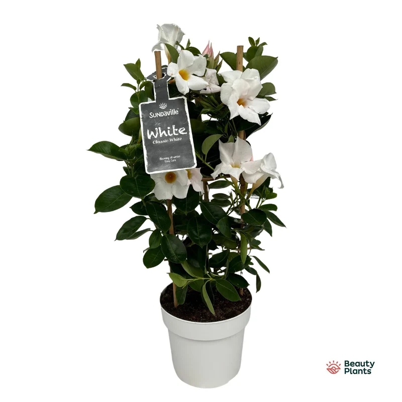 Mandevilla Sundaville White In Toren (Dipladenia)