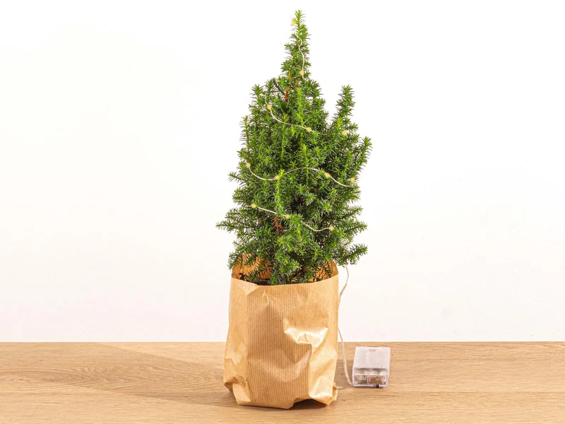 Mini-kerstboom - Chamaecyparis