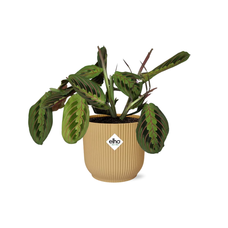 Maranta Leuconeura ‘Fascinator’ Tricolor in ELHO Vibes Fold 14cm geel