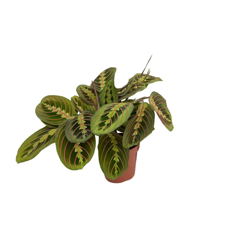Maranta Fascinator (Pijlwortel)