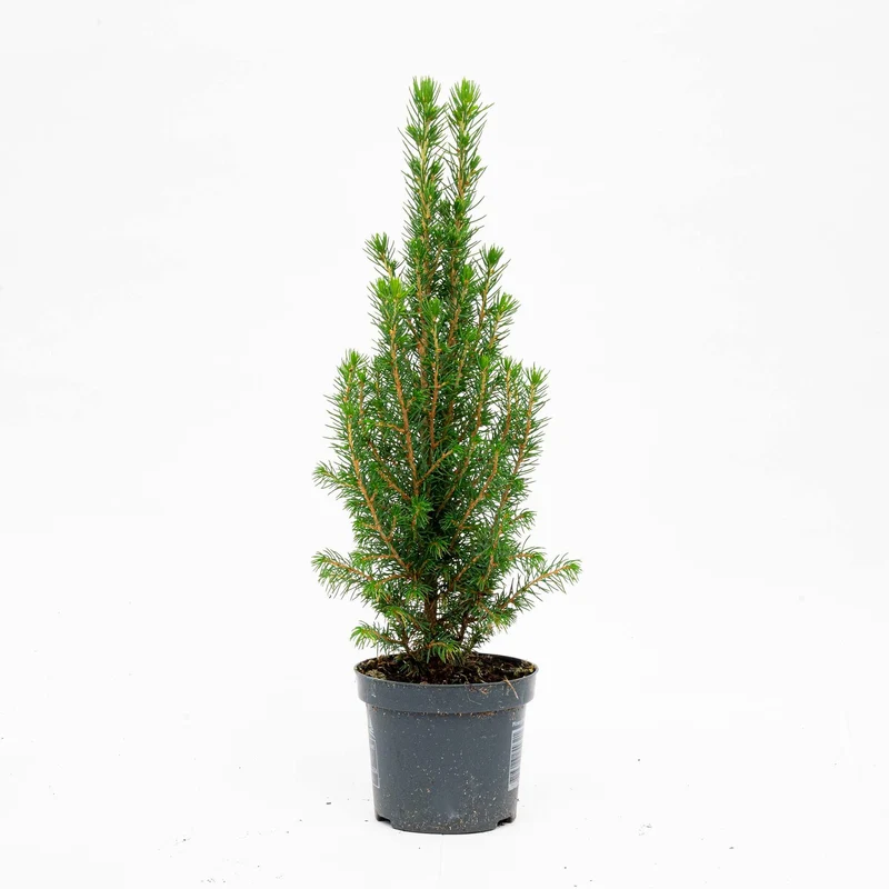 3x Mini Christmas Tree - Picea Glauca Perfecta