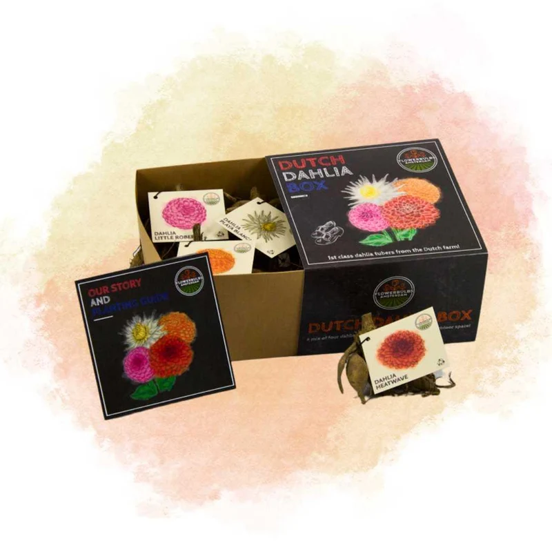 Luxe pakket middel, set van 4 Nederlandse dahlia's, 2 pakketten voor ruim 1 m²